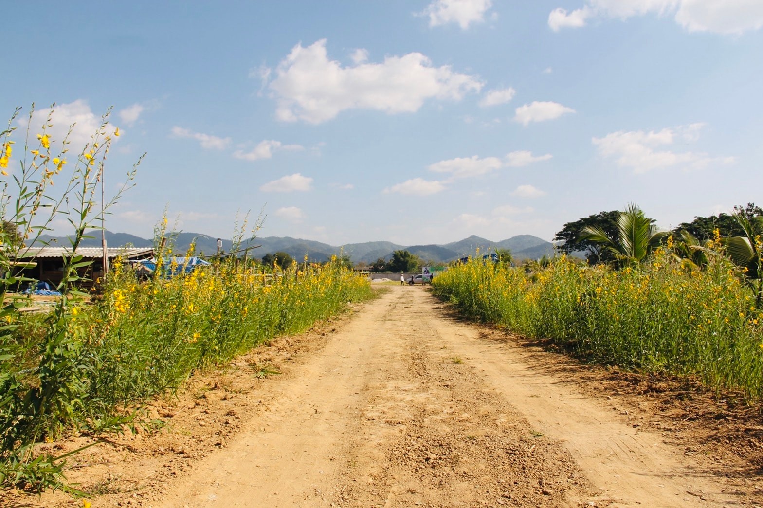 พช. ลำปาง  เตรียมพื้นที่ จัดงานวันดินโลก (World Soil Day)